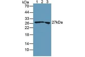 Figure. (Transgelin 抗体  (AA 1-201))
