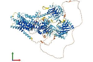 AlphaFold protein structure predicition of Mouse Recombinant Atp8b3 Protein, UniprotID Q6UQ17