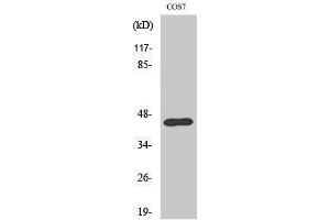 Western Blotting (WB) image for anti-Ephrin B1 (EFNB1) (Ser312) antibody (ABIN3174988) (Ephrin B1 抗体  (Ser312))