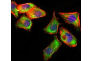 Flow cytometric analysis of HeLa cells using PSAP antibody (green) and negative control (purple). (Prosaposin 抗体  (AA 325-524))