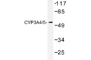 Image no. 1 for anti-Cytochrome P450, Family 3, Subfamily A, Polypeptide 4 (CYP3A4) antibody (ABIN272276) (CYP3A4 抗体)