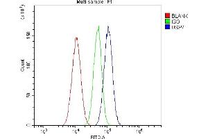 Flow Cytometry analysis of A549 cells using anti-HAUSP/USP7 antibody (ABIN5693267). (USP7 抗体  (AA 258-483))