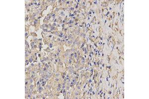 Immunohistochemistry (IHC) image for anti-Axin 2 (AXIN2) antibody (ABIN1875444) (AXIN2 抗体)