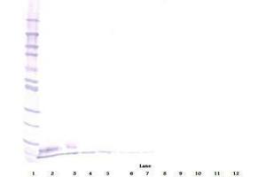 Image no. 2 for anti-Epidermal Growth Factor (EGF) antibody (ABIN465059) (EGF 抗体)
