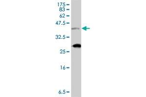 Western Blot detection against Immunogen (37. (TBX3 抗体  (AA 311-410))