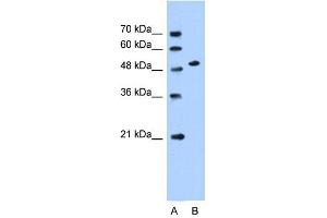 WB Suggested Anti-SLC30A1 Antibody Titration:  0. (SLC30A1 抗体  (Middle Region))