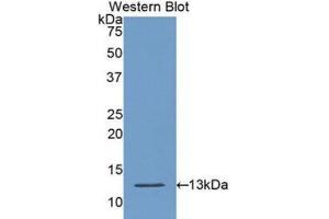 Western Blotting (WB) image for anti-Caspase 6, Apoptosis-Related Cysteine Peptidase (CASP6) (AA 194-293) antibody (ABIN1175661) (Caspase 6 抗体  (AA 194-293))