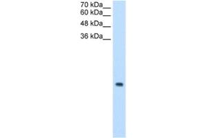 Western Blotting (WB) image for anti-Mitochondrial Ribosomal Protein S12 (MRPS12) antibody (ABIN2462968) (MRPS12 抗体)