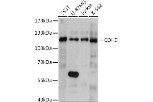 Western blot analysis of extracts of various cell lines, using CDH9 Rabbit pAb (ABIN7266002) at 1:1000 dilution. (Cadherin 9 抗体  (AA 340-420))