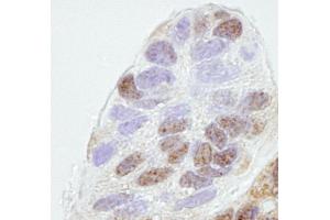 Immunohistochemistry (IHC) image for anti-Prohibitin 2 (PHB2) (AA 1-50) antibody (ABIN7448768)