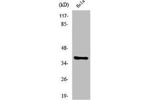 Western Blot analysis of COLO205 cells using Nkx-2. (NK2 Homeobox 4 抗体  (N-Term))