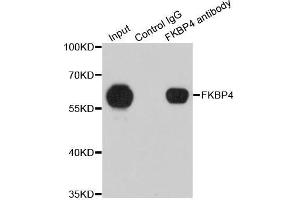 Immunoprecipitation analysis of 200 μg extracts of 293T cells using 1 μg FKBP4 antibody (ABIN5973289). (FKBP4 抗体)