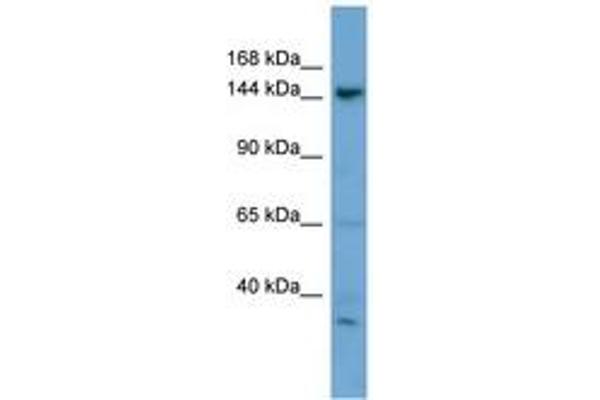 GNPTAB 抗体  (AA 35-84)