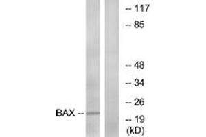 Western blot analysis of extracts from HepG2 cells, using Bax (Ab-167) Antibody. (BAX 抗体  (AA 133-182))