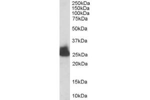 Image no. 1 for anti-Triosephosphate Isomerase 1 (TPI1) (C-Term) antibody (ABIN374519) (TPI1 抗体  (C-Term))