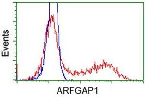 HEK293T cells transfected with either RC206987 overexpress plasmid (Red) or empty vector control plasmid (Blue) were immunostained by anti-ARFGAP1 antibody (ABIN2454350), and then analyzed by flow cytometry. (ARFGAP1 抗体)