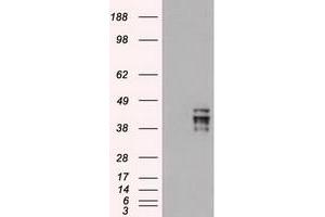 HEK293T cells were transfected with the pCMV6-ENTRY control (Left lane) or pCMV6-ENTRY OCT-4 (RC211998) (Right lane) cDNA for 48 hrs and lysed. (OCT4 抗体)