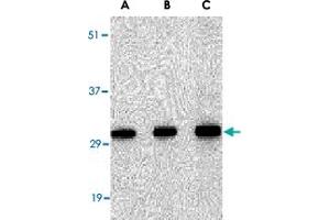 Western blot analysis of SNAI2 in 293 cell lysate with SNAI2 polyclonal antibody  at in (A) 0. (SLUG 抗体  (Internal Region))