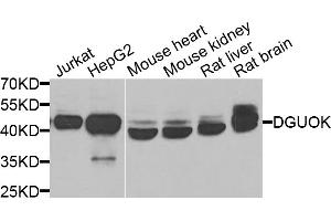 Western blot analysis of extracts of various cell lines, using DGUOK antibody. (Deoxyguanosine Kinase 抗体)