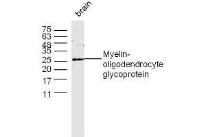 Mouse brain lysates probed with MOG Polyclonal Antibody, unconjugated  at 1:300 overnight at 4°C followed by a conjugated secondary antibody at 1:10000 for 60 minutes at 37°C. (MOG 抗体  (AA 35-55))