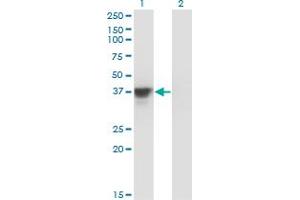 Western Blot analysis of MAP2K3 expression in transfected 293T cell line by MAP2K3 monoclonal antibody (M02), clone 1D10. (MAP2K3 抗体  (AA 1-100))