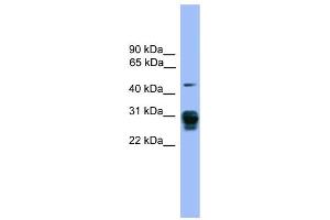 WB Suggested Anti-PSMD9 Antibody Titration: 0.