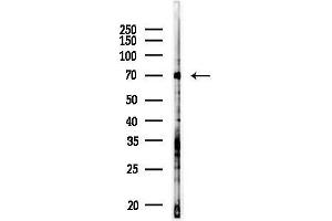 Western blot analysis of lysates from HepG2 cells(starvation,24h treatment), using NRG3 Antibody at 1/1000 dilution.