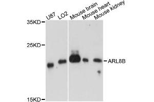 Western blot analysis of extracts of various cell lines, using ARL8B antibody. (ARL8B 抗体)