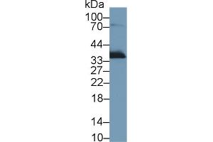 Western Blot; Sample: Rat Lung lysate; Primary Ab: 1µg/ml Rabbit Anti-Rat APOE Antibody Second Ab: 0. (APOE 抗体  (AA 19-168))