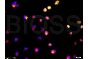 Immunofluorescence (IF) image for anti-Baculoviral IAP Repeat-Containing 5 (BIRC5) (AA 85-142) antibody (ABIN670911)