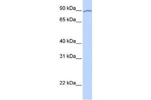 Western Blotting (WB) image for anti-Apoptosis Resistant E3 Ubiquitin Protein Ligase 1 (AREL1) antibody (ABIN2458903) (AREL1 抗体)