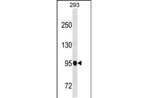 Western blot analysis in 293 cell line lysates (35ug/lane). (SFMBT1 抗体  (N-Term))