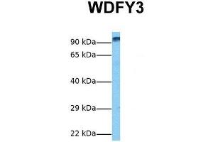 Host:  Rabbit  Target Name:  WDFY3  Sample Tissue:  Human Fetal Liver  Antibody Dilution:  1. (WDFY3 抗体  (C-Term))