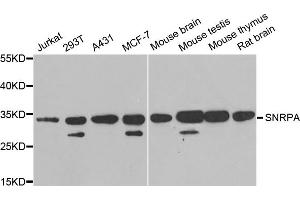 Western blot analysis of extracts of various cell lines, using SNRPA antibody. (SNRPA1 抗体)