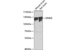 Western blot analysis of extracts of various cell lines, using DNM2 Antibody (ABIN6127773, ABIN6139741, ABIN6139742 and ABIN6223876) at 1:1000 dilution. (DNM2 抗体  (AA 607-866))