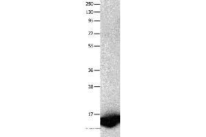 Western blot analysis of Human fetal brain tissue, using FABP7 Polyclonal Antibody at dilution of 1:450 (FABP7 抗体)
