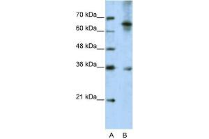 WB Suggested Anti-WNT9B Antibody Titration:  5. (WNT9B 抗体  (C-Term))