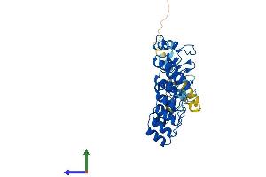 Protein Structure (PS) image for Ankyrin Repeat and SOCS Box Containing 5 (ASB5) (AA 1-329) protein (His tag) (ABIN7560873)