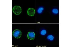 Immunofluorescence staining of Daudi cells using anti-CD6 OX-126 Immunofluorescence analysis of paraformaldehyde fixed Daudi cells stained with the chimeric mouse IgG version of OX-126 (ABIN7072378) at 10 μg/mL followed by Alexa Fluor® 488 secondary antibody (2 μg/mL), showing membrane staining. (Recombinant CD37 抗体)