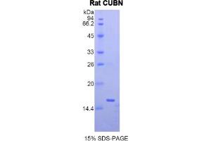 SDS-PAGE analysis of Rat Cubilin Protein. (CUBN 蛋白)