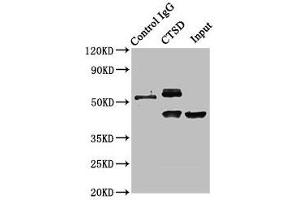 Immunoprecipitating CTSD in HepG2 whole cell lysate Lane 1: Rabbit control IgG instead of ABIN7147000 in HepG2 whole cell lysate. (Cathepsin D 抗体  (AA 67-403))