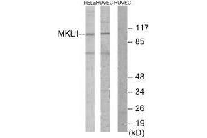 Western blot analysis of extracts from HeLa cells and HUVEC cells, using MKL1 antibody. (MKL1 抗体  (N-Term))