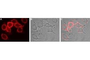 Immunocytochemistry (ICC) image for anti-Solute Carrier Family 1 (Glial High Affinity Glutamate Transporter), Member 3 (SLC1A3) (AA 188-200), (Extracellular) antibody (ABIN7043662)