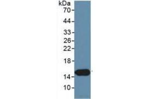 WB of Protein Standard: different control antibodies against Highly purified E. (INHBC ELISA 试剂盒)