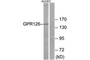 Western blot analysis of extracts from HuvEc cells, using GPR126 Antibody. (G Protein-Coupled Receptor 126 抗体  (AA 431-480))