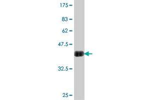 Western Blot detection against Immunogen (38. (SETD7 抗体  (AA 257-366))