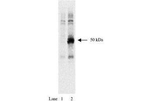 Image no. 1 for anti-HA-Tag antibody (ABIN793576) (HA-Tag 抗体)