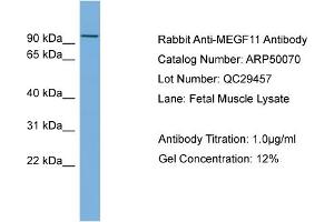 WB Suggested Anti-MEGF11  Antibody Titration: 0. (MEGF11 抗体  (Middle Region))