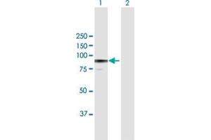 Western Blot analysis of F13A1 expression in transfected 293T cell line by F13A1 MaxPab polyclonal antibody. (F13A1 抗体  (AA 1-732))