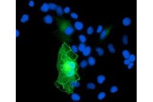 Anti-GAS7 mouse monoclonal antibody (ABIN2453058) immunofluorescent staining of COS7 cells transiently transfected by pCMV6-ENTRY GAS7 (RC215256). (GAS7 抗体)